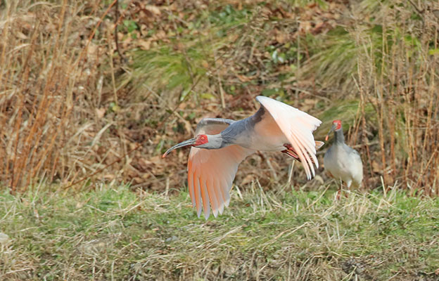 日本环境省红色名录下调朱鹮濒危等级