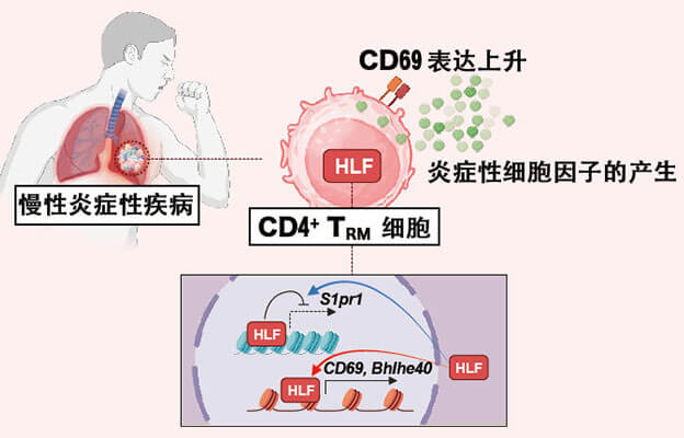 千叶大学锁定慢性炎症的致病蛋白，为开发哮喘及自身免疫疾病新疗法开辟道路