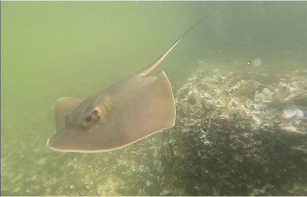 长崎大学在有明海发现新种赤魟，逾20年扎实研究完成分类修订