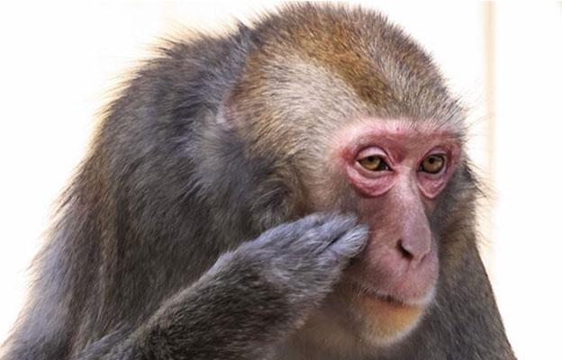 日本野生猴亦出现与人相似的花粉症