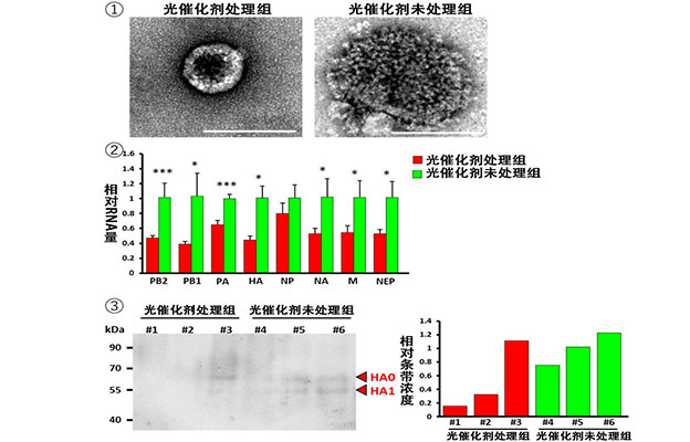 东京大学等成功利用光催化剂灭活高致病性禽流感病毒