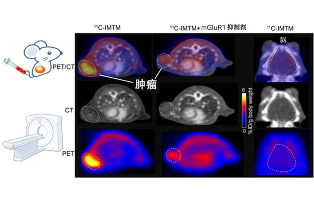 QST开发出兼具诊断与治疗的药剂，单次给药即可对原发灶和转移灶产生肿瘤抑制效果