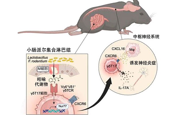 庆应义塾大学与福岛大学等发现肠道细菌与大脑及神经疾病相关，派尔集合淋巴结的T细胞诱发脑脊髓炎