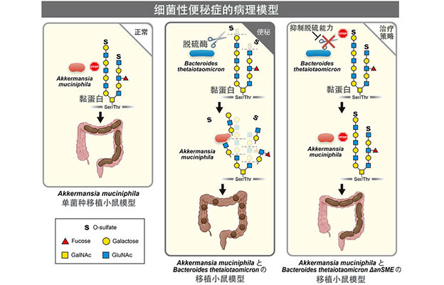 名古屋大学提出“细菌性便秘”新概念，两种肠道细菌协同作用