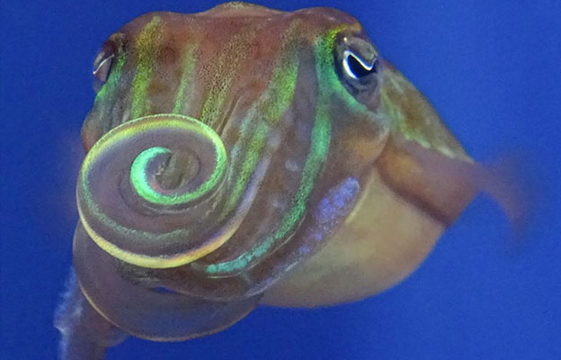 “和我交朋友吧？”——用偏振光求偶的针乌贼