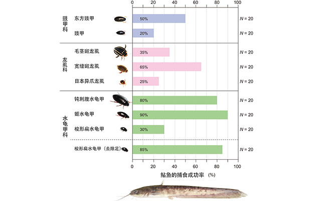 神户大学发现小型水生昆虫即便被鲇鱼吞食亦可生还，会用脚在鱼口中抵抗