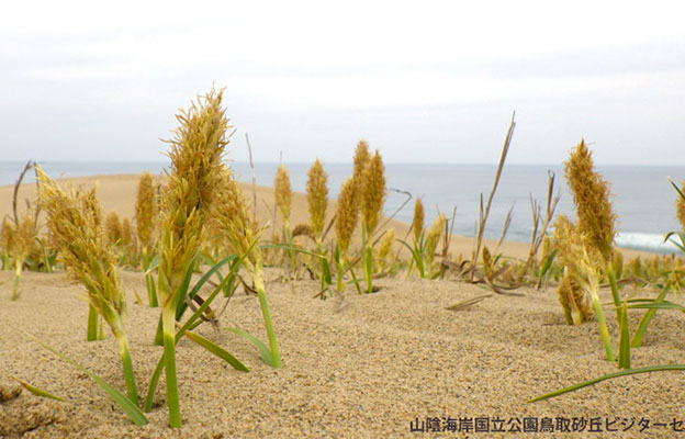 岐阜大学等从滨麦草中提取出可抑制难治性乳腺癌增殖的化合物