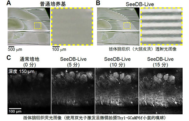 九州大学等实现活体小鼠大脑透明化，在维持正常功能的同时进行荧光观察