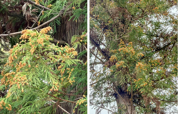 名古屋大学等：“PM2.5”中的锡或为导致花粉症加重的因素