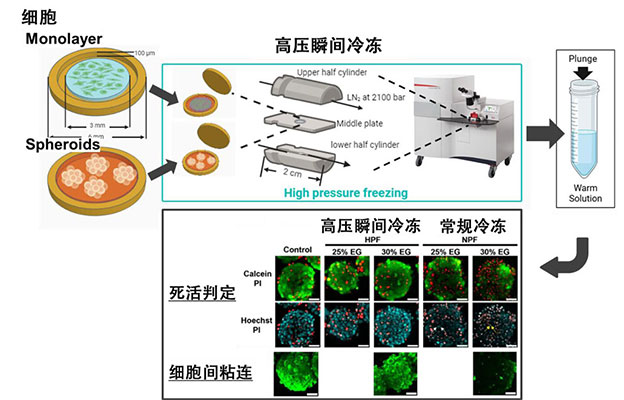 东大与理研开发出细胞与组织的高压瞬间冷冻法，有望助力器官保存等再生医疗