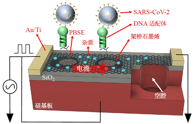 丰桥技科大、产综研、东洋大学合作开发出IoT生物传感器，同时测量病毒的“质量”与“个数”