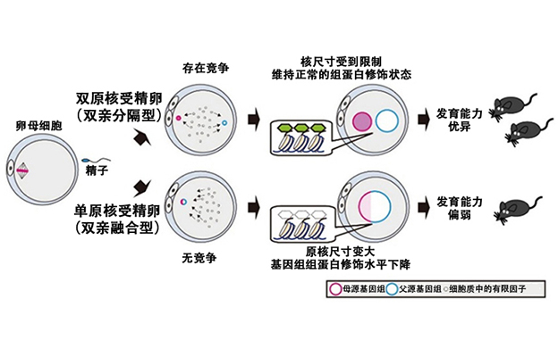 理研：生命的起源始于父母基因组的“分居”，父母基因组之间的竞争有助于受精卵的发育