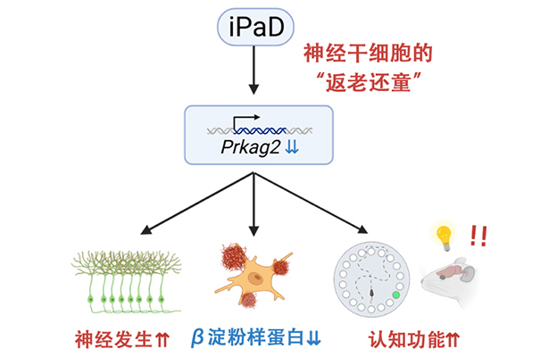理研：开发出激活神经干细胞的新方法，通过大脑“返老还童”恢复机能