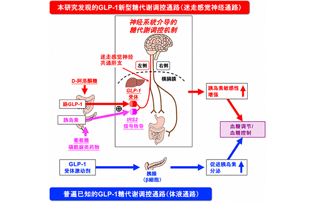 京都府立大学明确稀有糖D-阿洛酮糖提高胰岛素敏感性改善高血糖的机制，有望开拓血糖新疗法