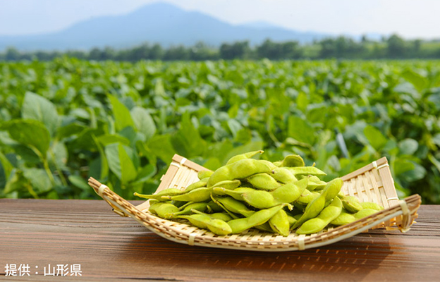 山形大学：“老爹豆”的美味，得益于促进开花与果实成熟的基因