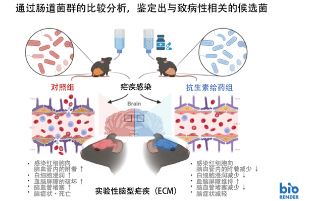 琉球大学等：全球首次阐明肠道菌群参与缓解小鼠的脑型疟疾病症