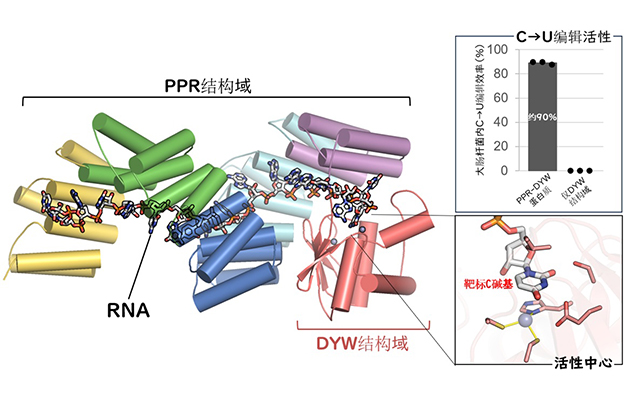 九州大学首次捕捉到植物RNA编辑酶的“工作状态”，明确了“PPR-DYW蛋白质”的三维结构
