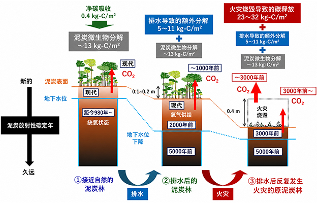 日本原子能机构与京都大学等发现印度尼西亚热带的泥炭地碳库面临崩溃危机