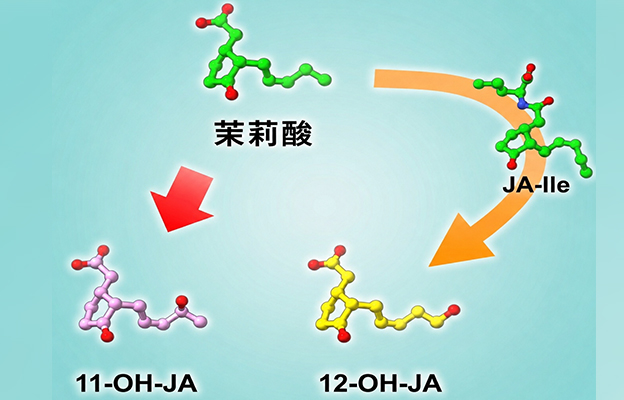 日本东北大学、北海道大学发现茉莉酸新型失活途径，更新终止防御应答代谢机制的长期定论