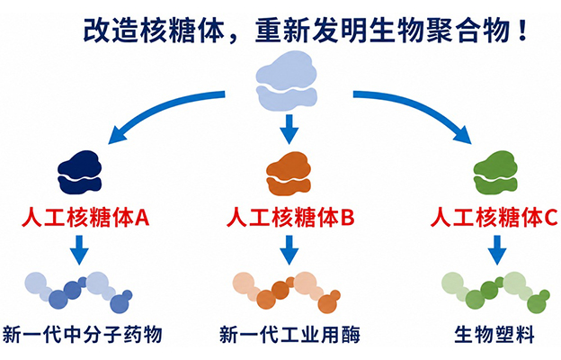 【JST事业成果】在试管内成功合成核糖体，有望用于开发有用物质