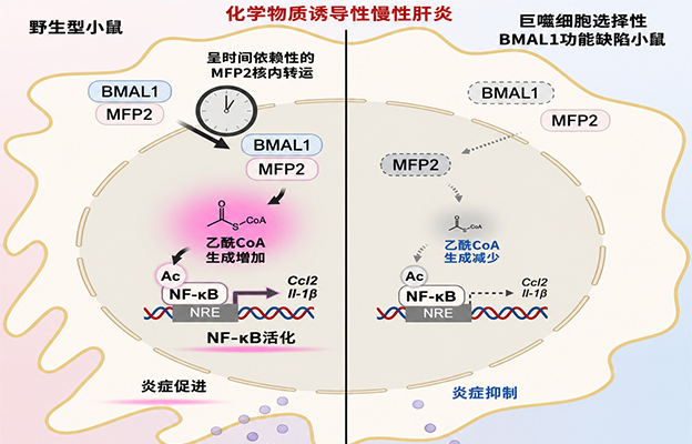 九州大学阐明生物钟蛋白BMAL1促进炎症的新机制