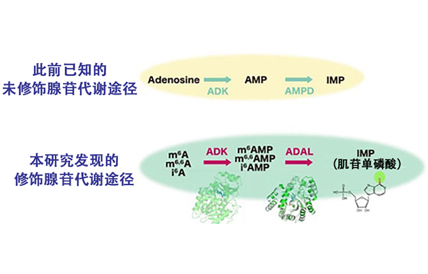 【JST事业成果】明确保护机体免受有害修饰核苷侵害的生物机制