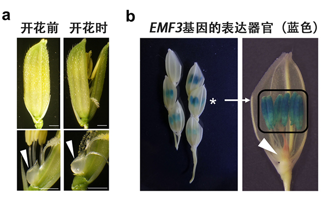 日本农研机构等发现控制水稻开花时间的基因，可缓解高温不稔，助力水稻稳产