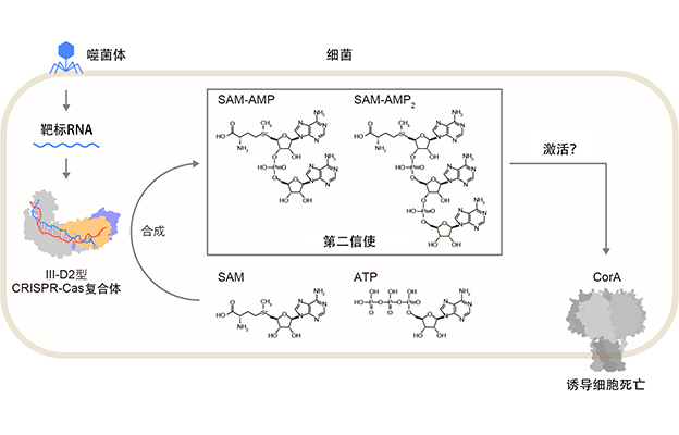 东京大学发现可诱导细胞死亡的新型信使物质