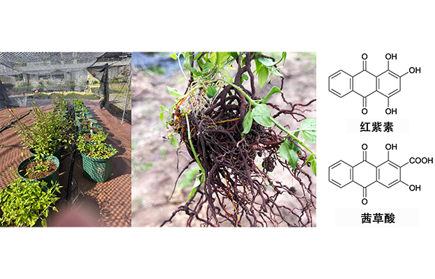 近畿大学等发现植物染料“日本茜”的红色成分可抑制老化与炎症，有望成为新型功能性材料