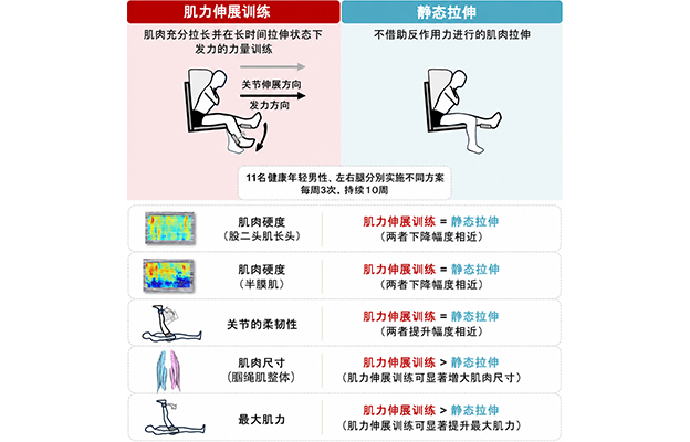 早稻田大学证实大腿后侧肌群力量训练也能使肌肉变柔韧
