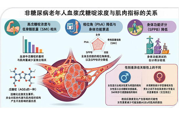 东京都健康长寿医疗中心发现应激指标“戊糖啶”浓度与老年人低肌肉量相关，即使非糖尿病人群也可作为指标