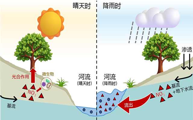 名古屋大学破解降雨导致河水硝酸增加之谜，查明源自上游森林亚表层流出