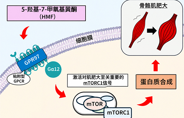 大阪公立大学发现诱导肌肥大的新分子通路，黑姜成分可激活肌肥大信号