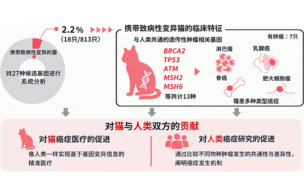 理研发现猫也可能存在与人类共通的遗传性肿瘤易感机制