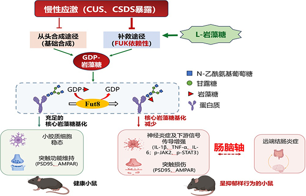 日本东北医科药科大学与烧津水产化学工业研究发现脑肠轴密切互动，海藻中的L-岩藻糖有望缓解慢性应激