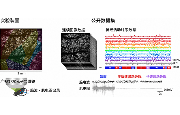 理研公开小鼠在清醒、自然睡眠、麻醉状态下大规模脑细胞活动数据集