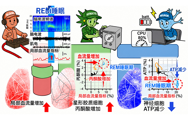 日本东北大学发现REM睡眠期间大脑能量平衡出现紊乱
