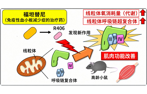 东京都健康长寿医疗中心发现免疫性血小板减少症治疗药物可激活线粒体，有望用于肌肉疾病治疗与预防
