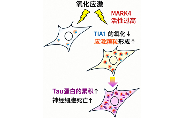东京都立大学发现细胞应激反应异常促进tau蛋白积累的机制，揭示MARK4新功能