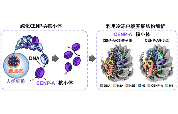 东京大学等解析染色体正确分配“标记”的结构，并利用冷冻电镜实现可视化