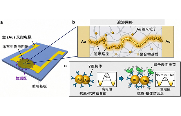 日本东北大学开发出基于新原理的生物传感器，仅需约30秒即可测定靶蛋白浓度