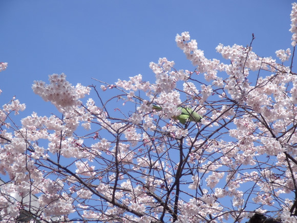 震后第三天，满树的樱花开得无忧无虑。