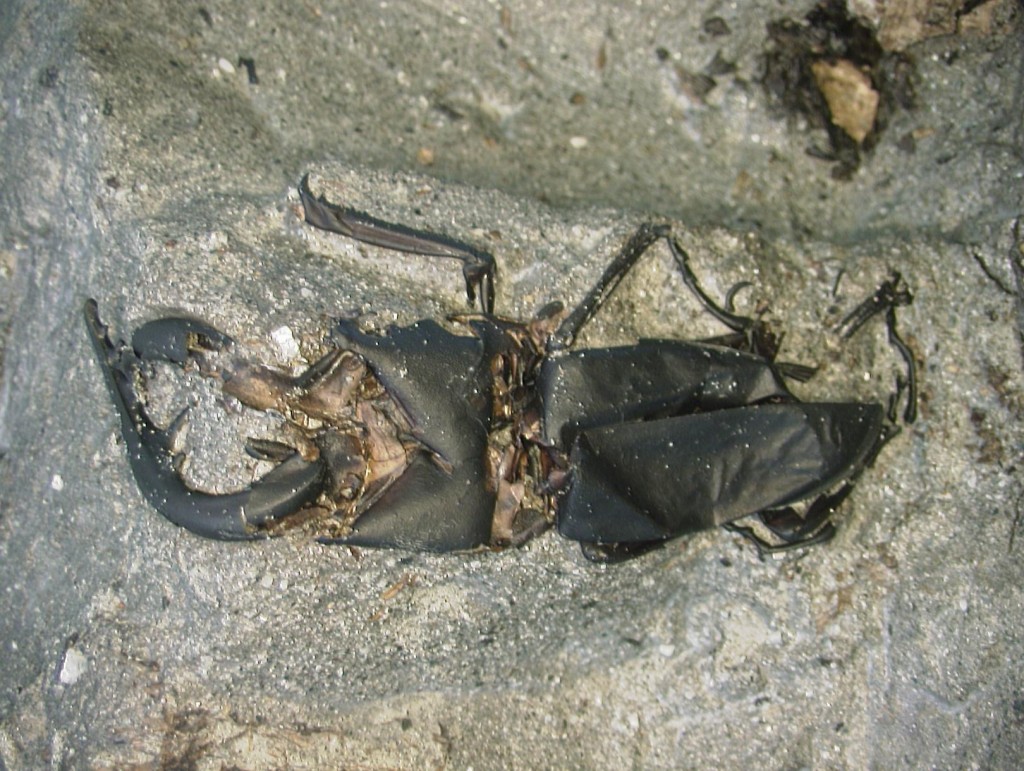 保存完好的绳文时代的锹形甲虫。