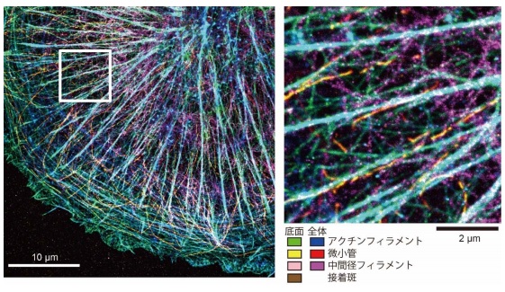 京都大学开发出可拍摄高精细图像的新显微镜技术