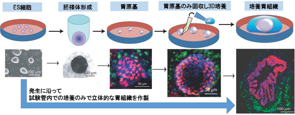 产综研等研究机构利用胚胎干细胞成功制造出“胃”