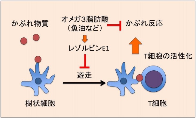 京都大学研究证实鱼油具备抗皮肤过敏效应