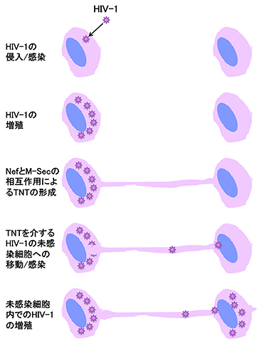 日本研究发现艾滋病病毒能够加快细胞间感染路径的形成