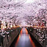 日本人的樱花情节