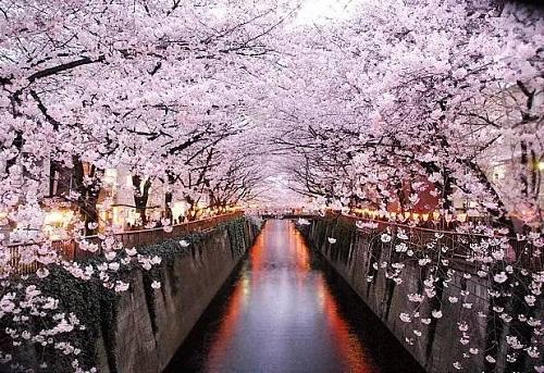 日本人的樱花情节- 客观日本