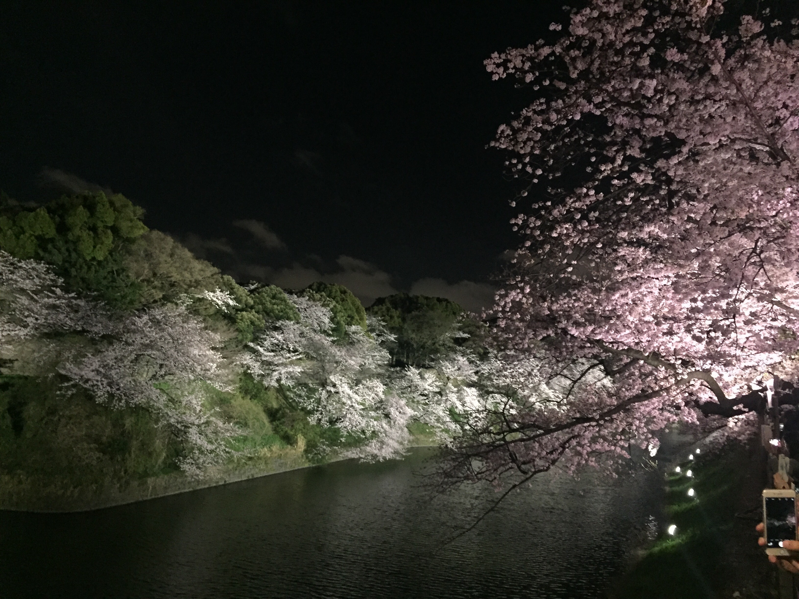 富士山下的樱花夜景图片